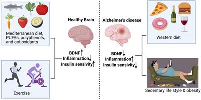 Brain-Derived Neurotrophic Factor: A Connecting Link Between Nutrition, Lifestyle, and Alzheimer’s Disease